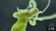 O[qh